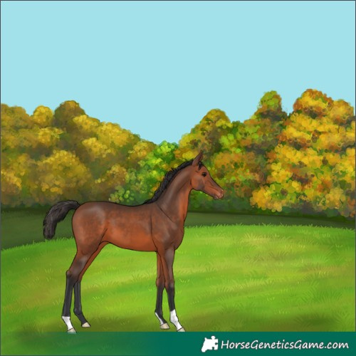Horse Color:Bay Appaloosa