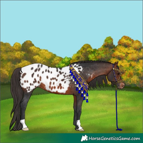 Horse Color:Brown Blanket 