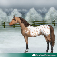 Horse Color:Bay Dun Appaloosa