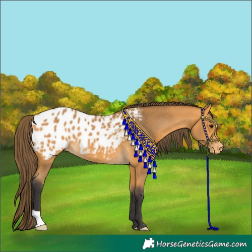 Horse Color:Buckskin Appaloosa 