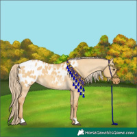 Horse Color:Palomino Dun Appaloosa 