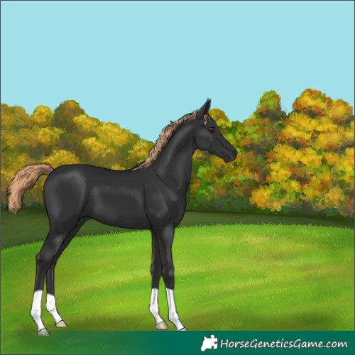 Horse Color:Liver Chestnut 