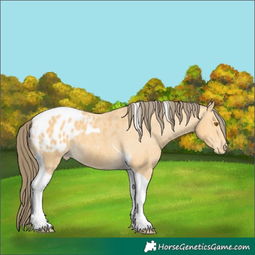 Horse Color:Buckskin Tobiano Blanket 