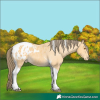 Horse Color:Buckskin Tobiano Blanket 
