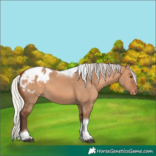 Horse Color:Silver Bay Dun Tobiano Appaloosa 