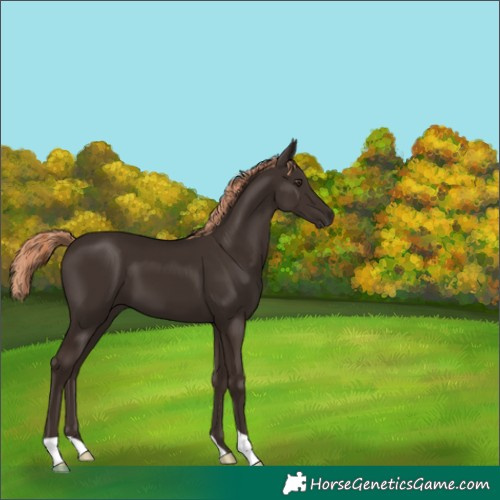Horse Color:Liver Chestnut 
