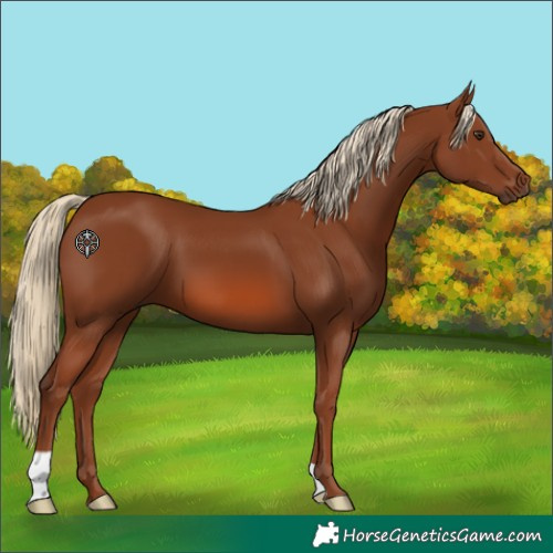 Horse Color:Chestnut 