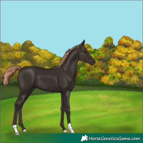 Horse Color:Liver Chestnut 