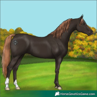 Horse Color:Liver Chestnut 