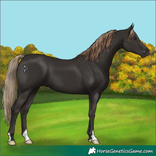 Horse Color:Liver Chestnut 