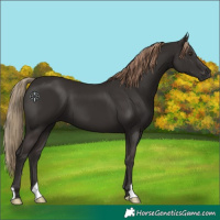 Horse Color:Liver Chestnut 