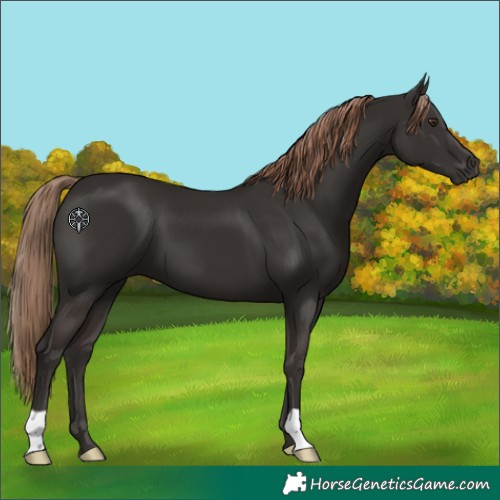 Horse Color:Liver Chestnut 