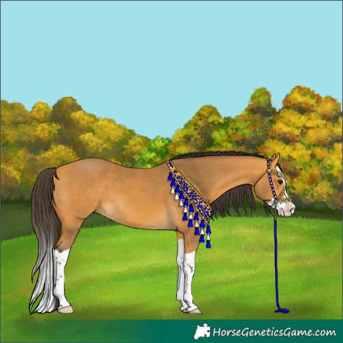 Horse Color:Buckskin Splash 
