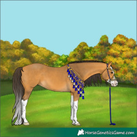 Horse Color:Buckskin Splash 