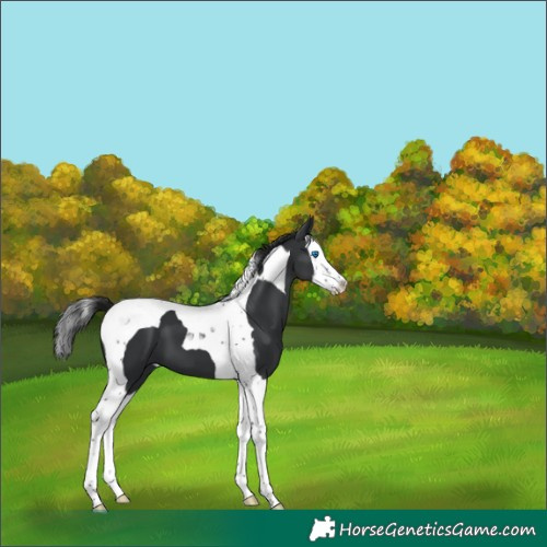 Horse Color:Black Splash Tobiano Appaloosa 