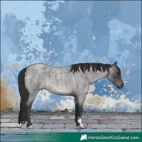Horse Color:Smoky Blue Roan 