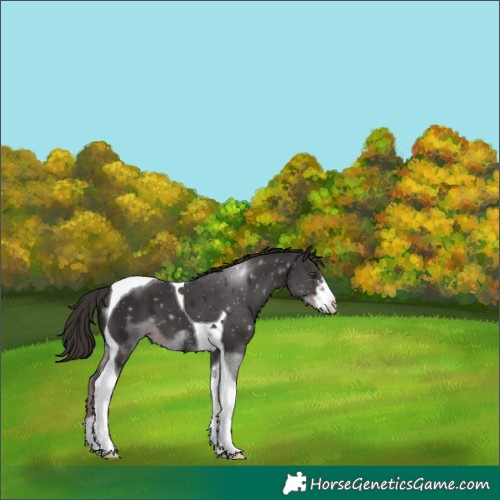 Horse Color:White Spotted Liver Chestnut Tobiano 