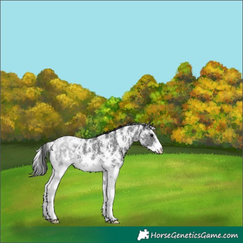 Horse Color:Black Sabino