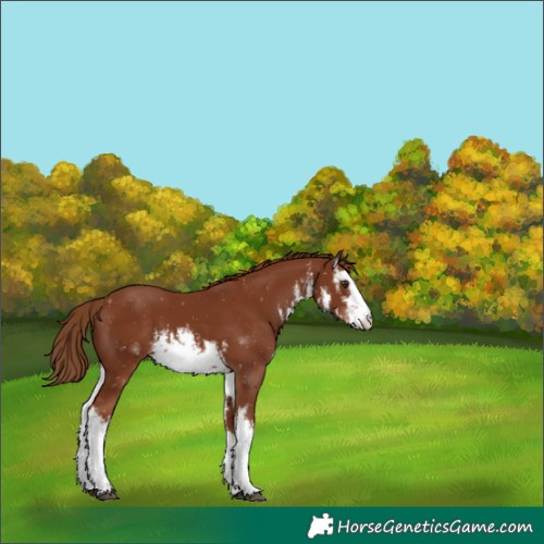 Horse Color:White Spotted Chestnut 