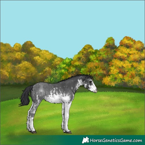 Horse Color:White Spotted Black Sabino 
