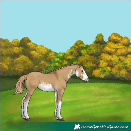 Horse Color:White Spotted Chocolate Palomino Dun