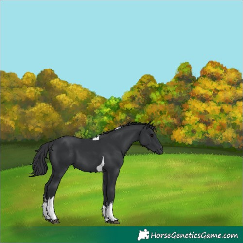 Horse Color:White Spotted Black Tobiano
