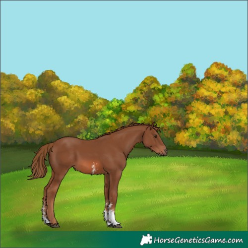 Horse Color:Chestnut Sabino