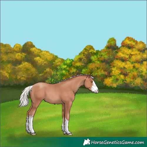 Horse Color:White Spotted Silver Classic Champagne