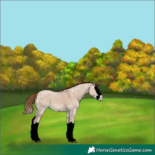 Horse Color:Red Dun Ice Splash