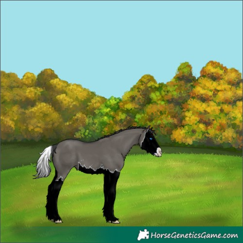 Horse Color:Grullo Splash