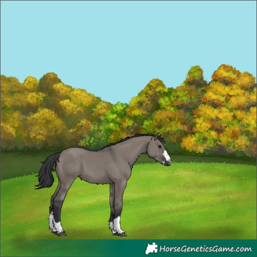 Horse Color:Grullo
