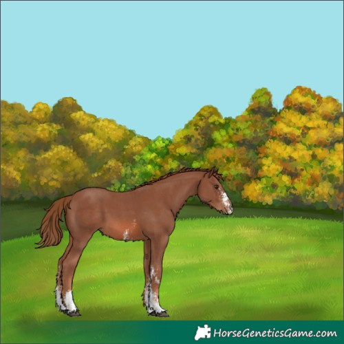 Horse Color:Chestnut Sabino 