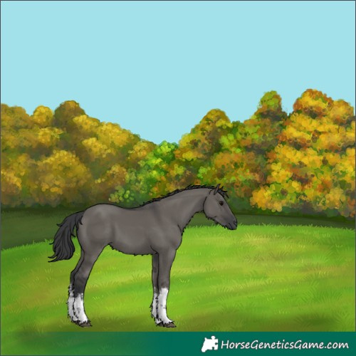 Horse Color:White Spotted Grullo 