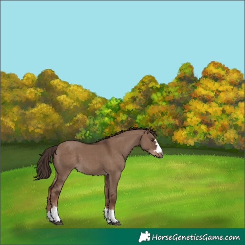 Horse Color:Liver Red Dun 