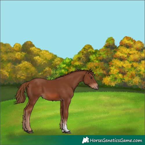 Horse Color:Chestnut Sabino 