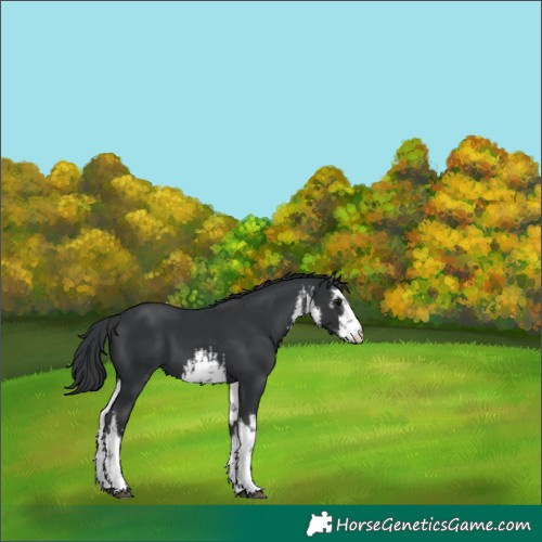 Horse Color:White Spotted Black