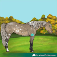 Horse Color:White Spotted Silver Smoky Grullo Appaloosa Rabicano Brindle 