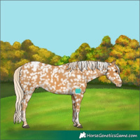 Horse Color:Palomino Tobiano Snowcap