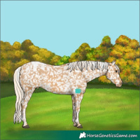 Horse Color:Palomino Tobiano Appaloosa