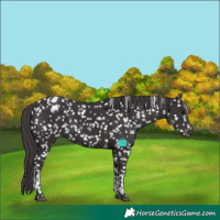 Horse Color:Smoky Black Tobiano Appaloosa 