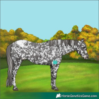 Horse Color:Smoky Black Tobiano Appaloosa