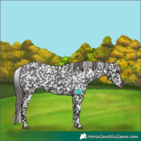 Horse Color:Smoky Black Tobiano Appaloosa 