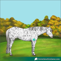 Horse Color:Smoky Black Tobiano Appaloosa 