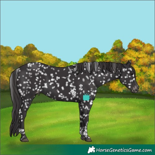 Horse Color:Smoky Black Tobiano Appaloosa 