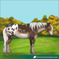 Horse Color:White Spotted Liver Chestnut Mushroom Appaloosa 