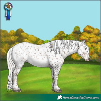 Horse Color:Liver Chestnut Mushroom Sabino
