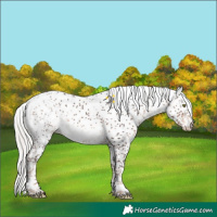 Horse Color:Liver Chestnut Mushroom Sabino 