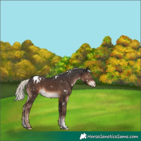 Horse Color:White Spotted Liver Chestnut Mushroom Sabino Appaloosa 