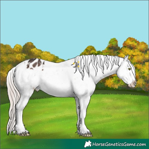 Horse Color:White Spotted Liver Chestnut Mushroom Appaloosa 