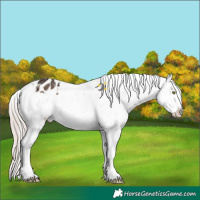 Horse Color:White Spotted Liver Chestnut Mushroom Appaloosa 